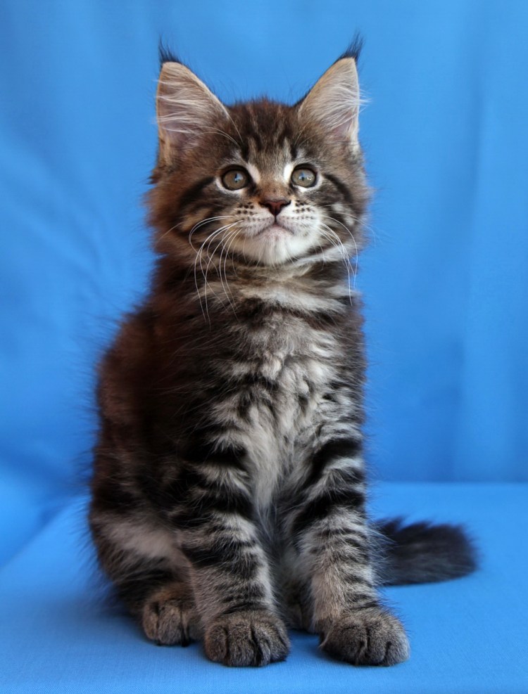 Котята Мейн куна