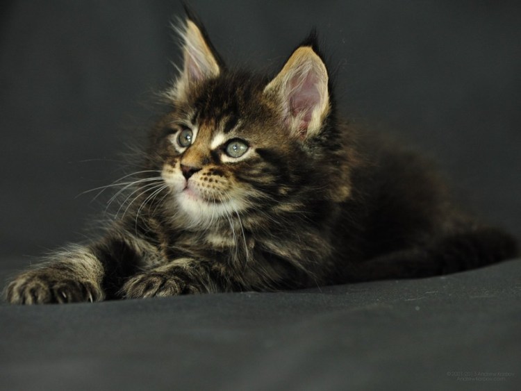 Котята породы Мейн кун