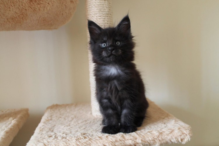 Мейн кун 28кг