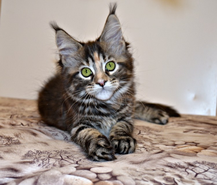 Маленькие котята Мейн куна