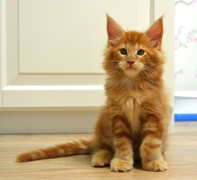 Мейн куны котята