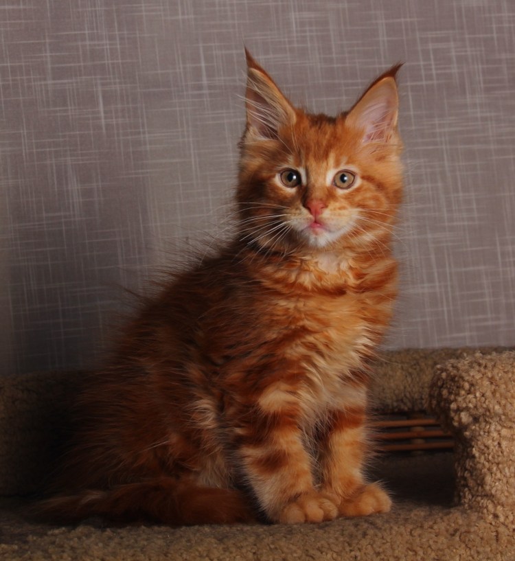 Кошка Мейн кун с котятами