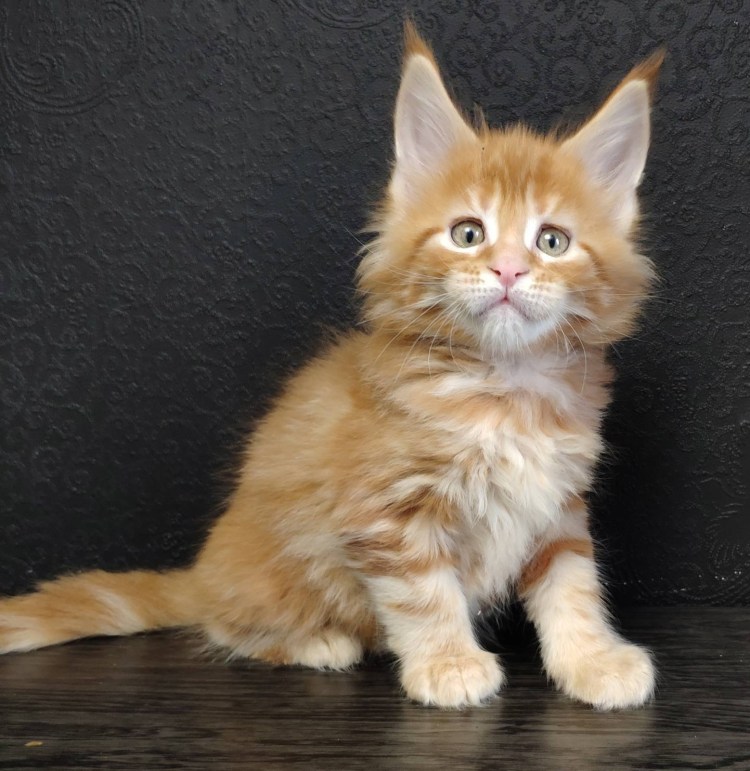 Мейн кун рыжий котенок