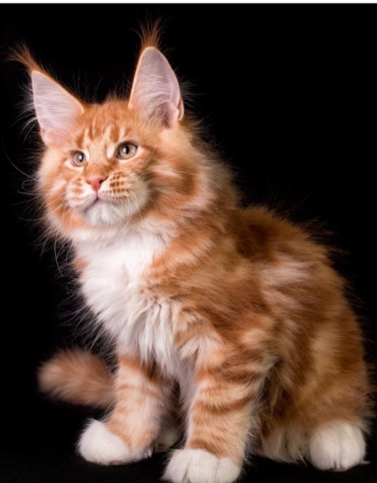 Кот Мейн кун