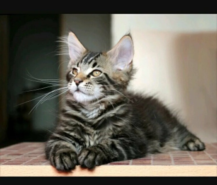 Окрас d22 у Мейн куна