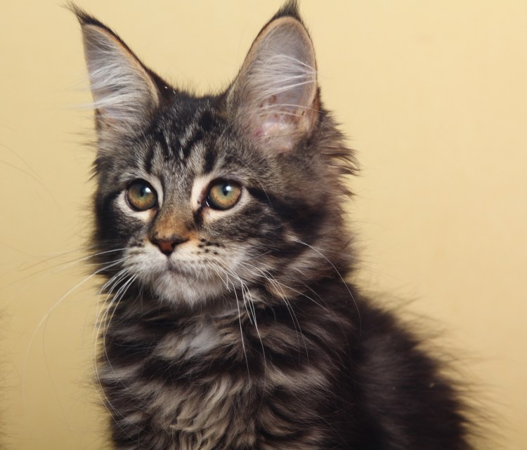 Котята Мейн куна