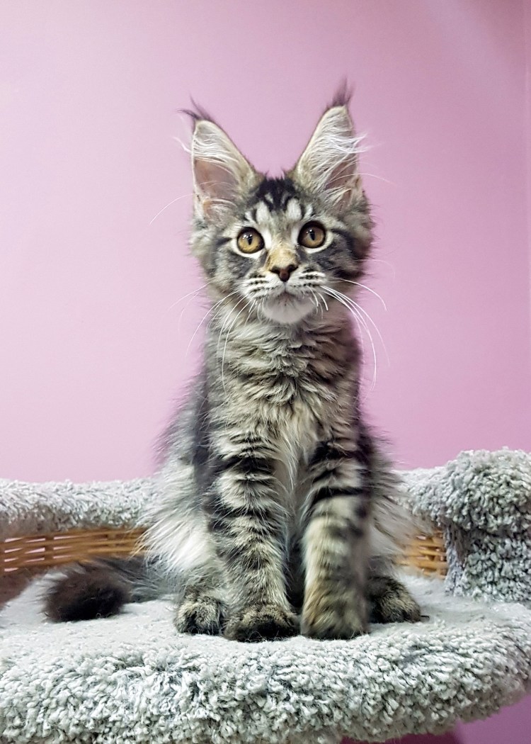 Мейн кун метис