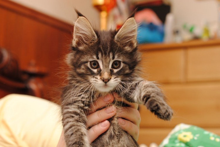 Котята породы Мейн кун