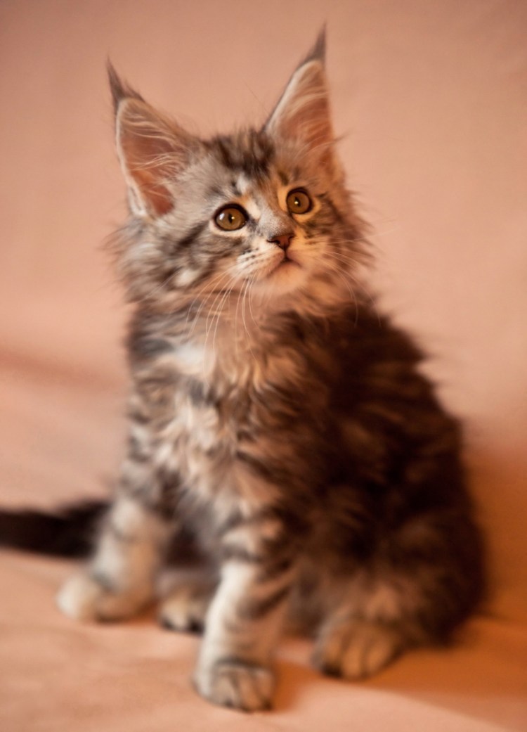 Коты Мейн кун котята