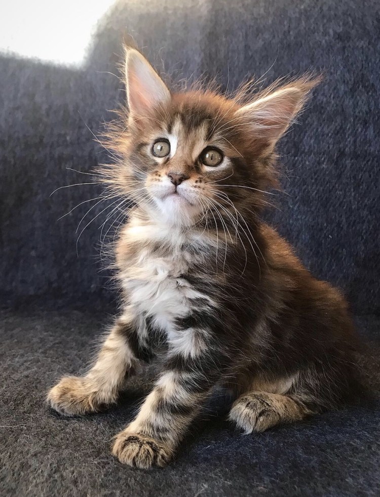 Кошка Мейн кун с котятами