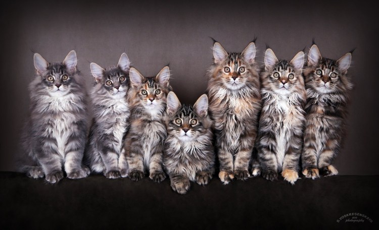 Котята Мейн кун Ростям