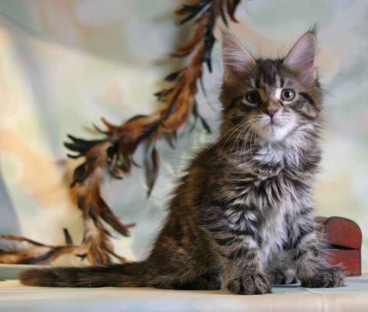 Мейн куны котята