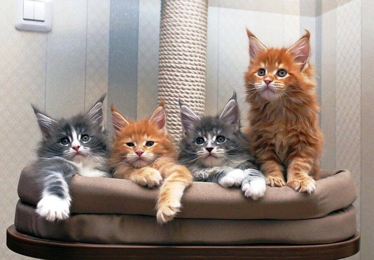 Питомник Мейн кунов Catsvill County