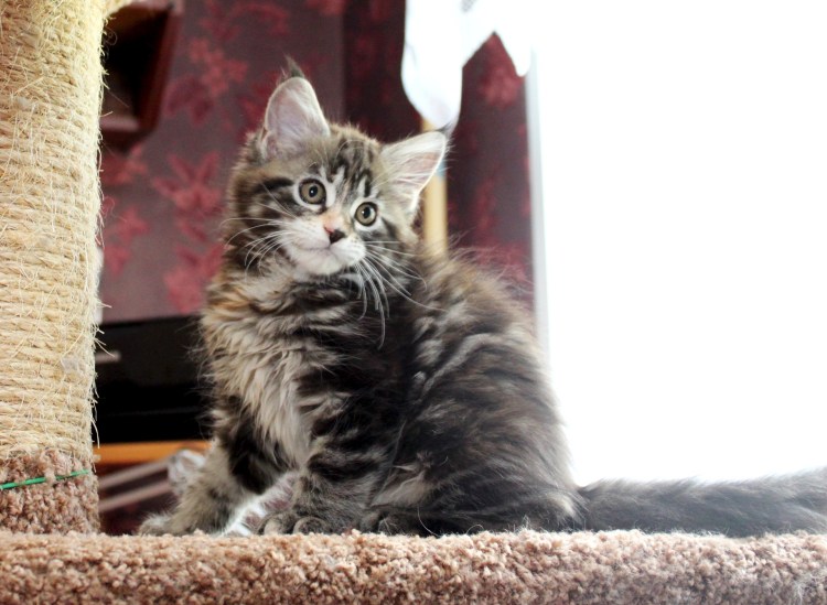 Кот Мейн кун