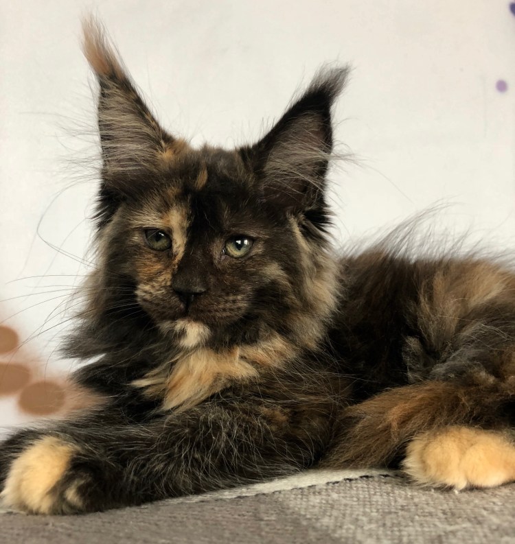 Кошка Мейн кун