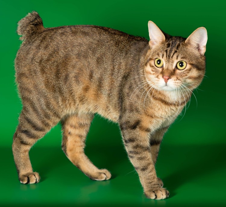 Бобтейл короткошерстный