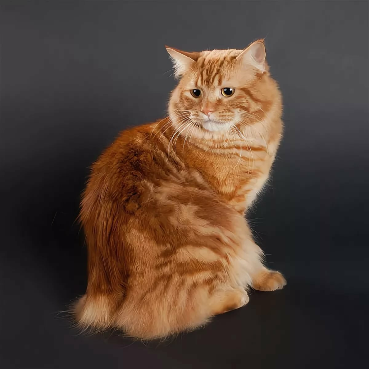 Курильский бобтейл