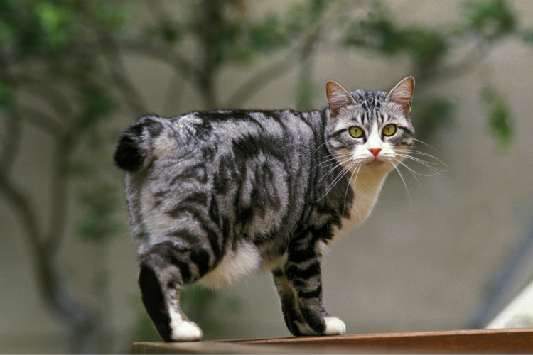 Мэнкс (Мэнская кошка)