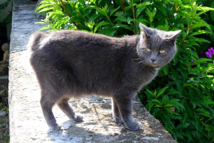 Мэнкс генетика