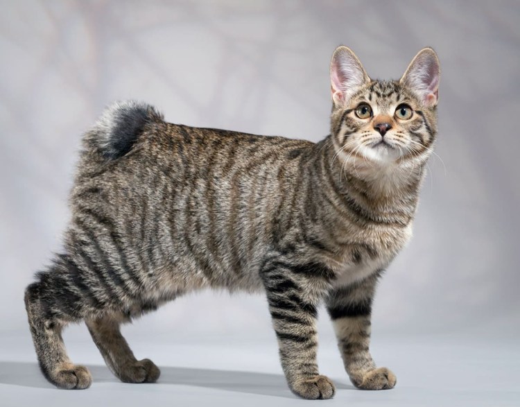 Мэнкс порода кошек