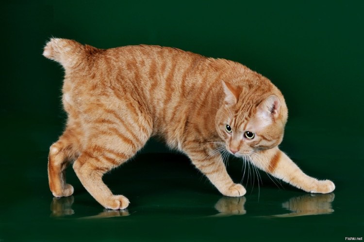 Кот Курильский бобтейл