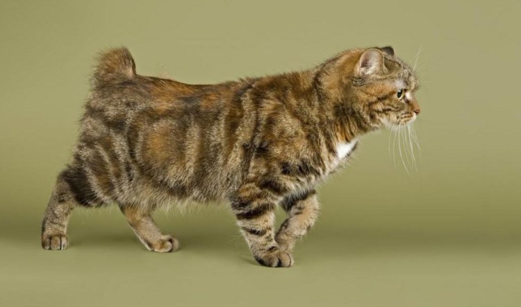 Карельский бобтейл короткошерстный