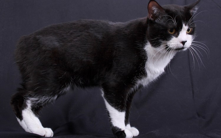 Порода кошек Мэнкс котята