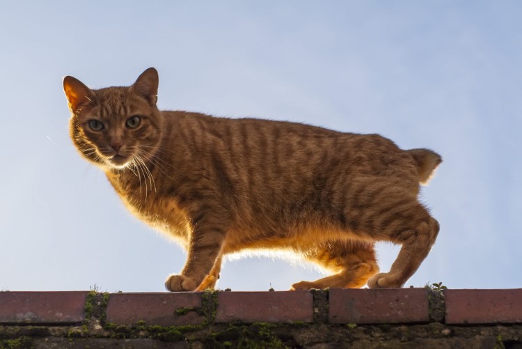 Кот Курильский бобтейл