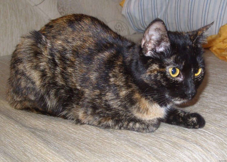 Черепаховая Британская табби