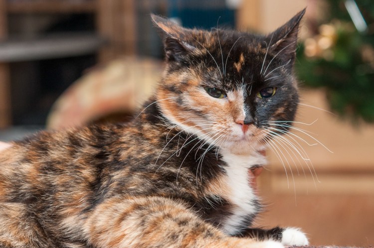 Черепаховый окрас у кошек