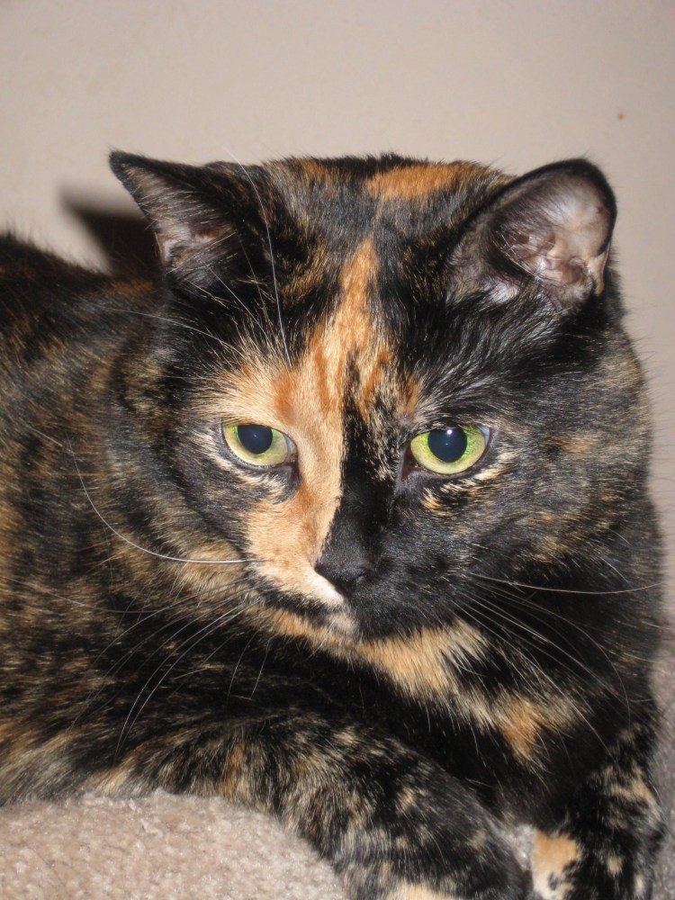 Черепаховая окраска кошек