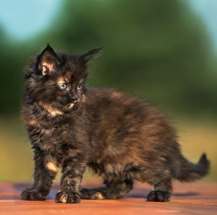 Tortoiseshell Cat порода