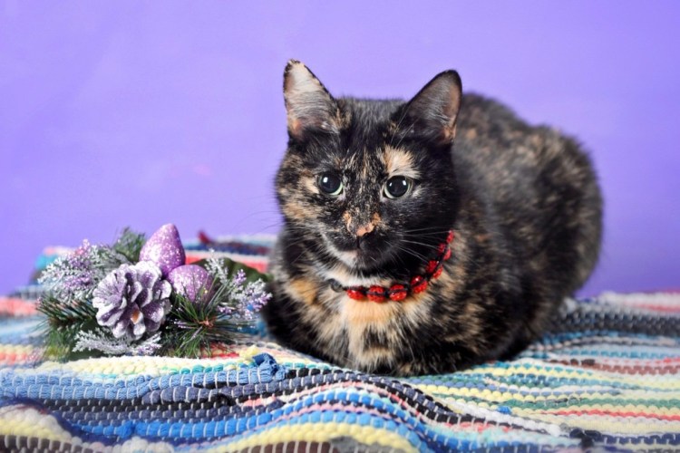 Черепаховая Калико