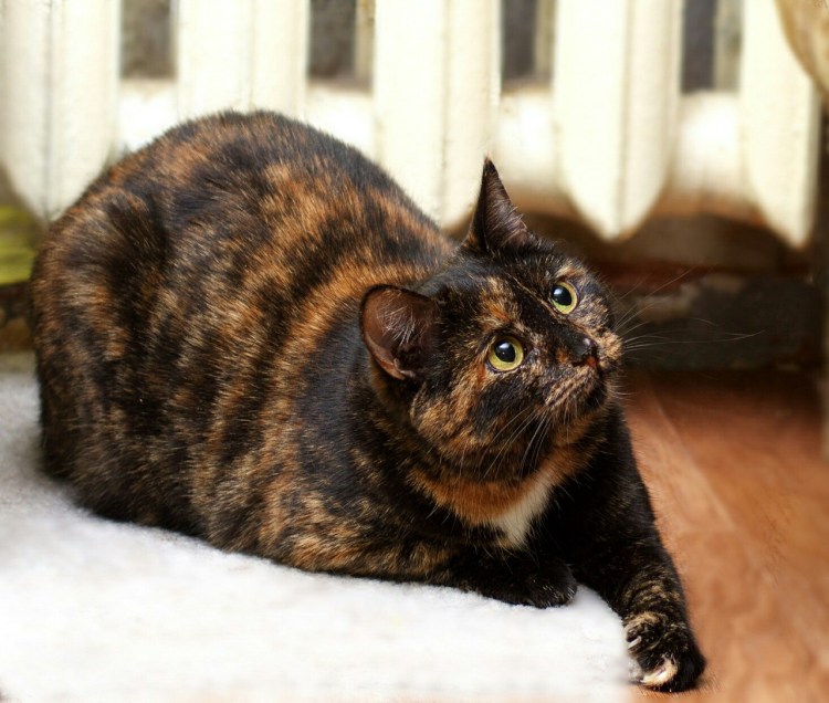 Европейская черепаховая кошка