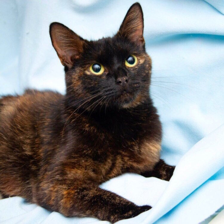 Британская черепаховая кошка