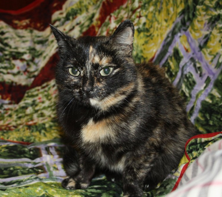 Кошка черепаховый табби