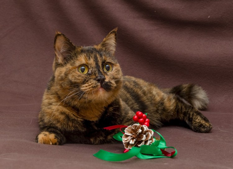 Европейская короткошерстная черепаховая