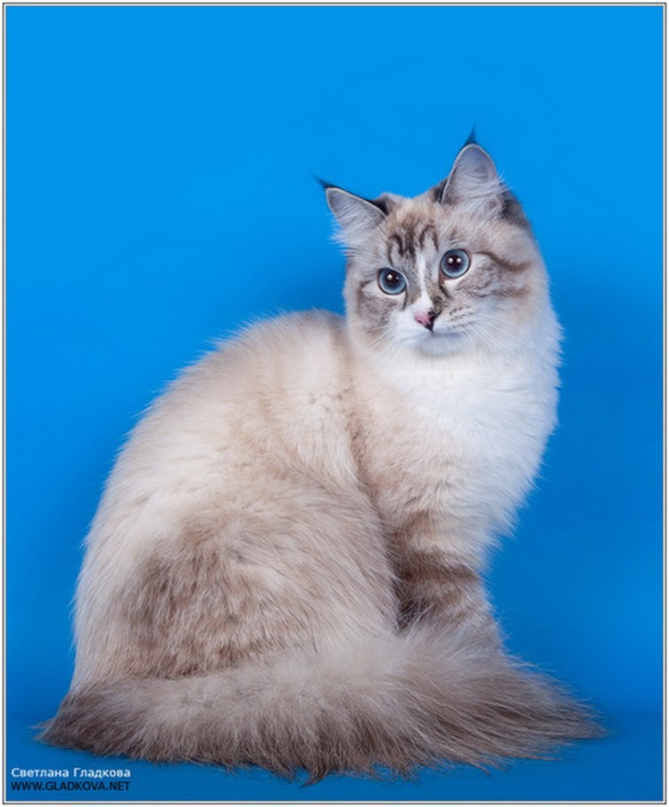 Невская маскарадная сил тебби поинт