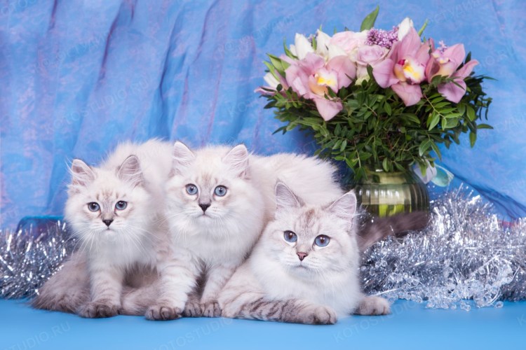 Невская маскарадная котята фото