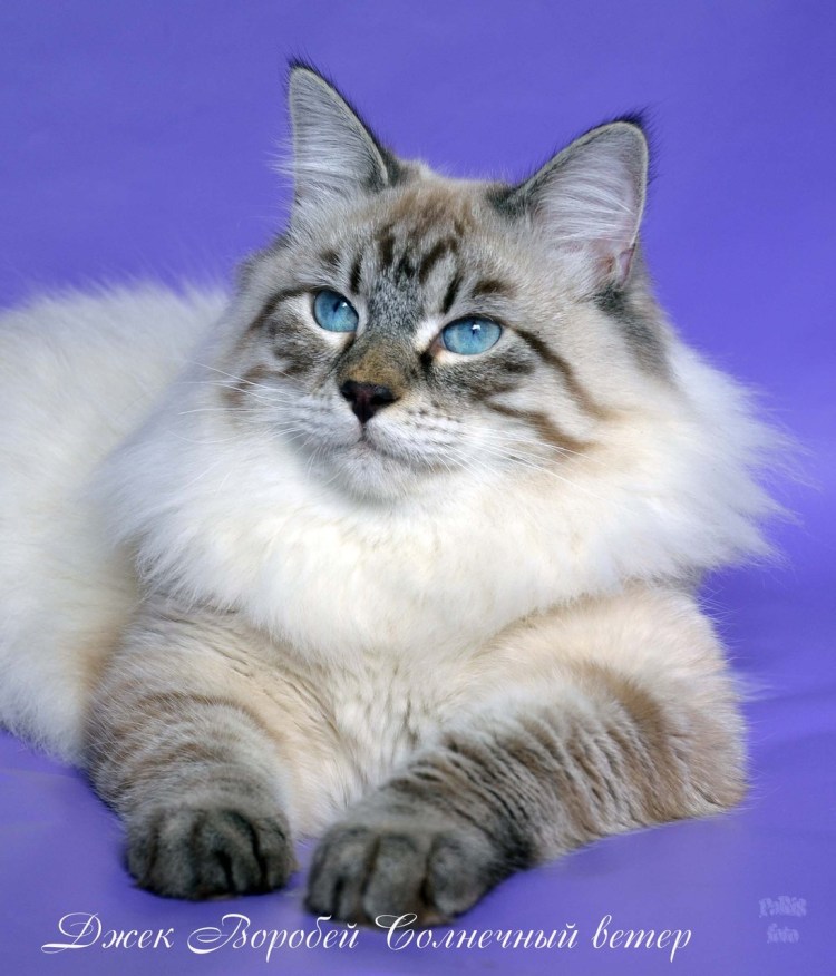 Сил тебби Пойнт Невская маскарадная фото