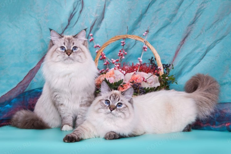 Невская маскарадная Блю тебби