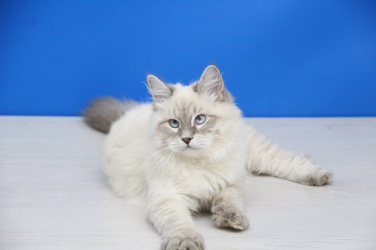 Невская маскарадная сил тебби поинт