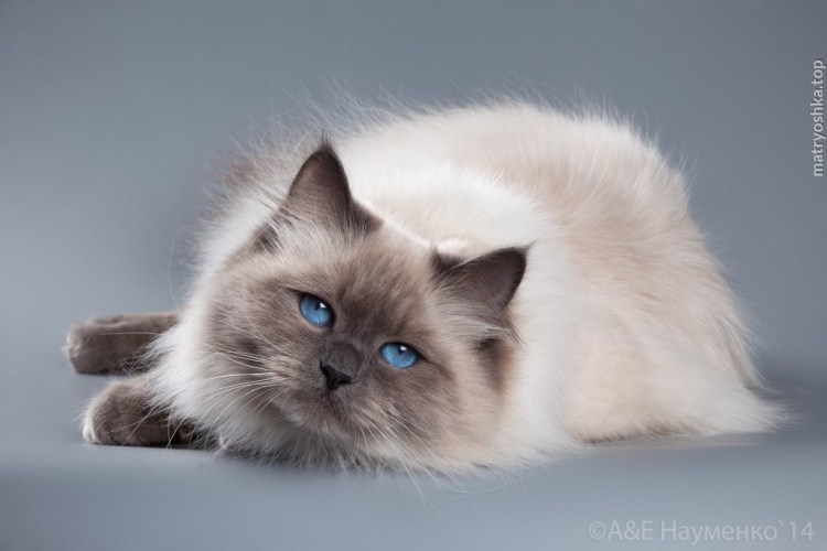 Невская маскарадная Сильвер Пойнт