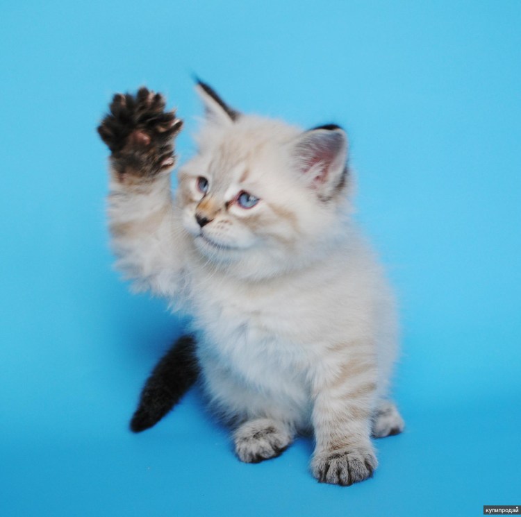 Блю тебби Пойнт Невская