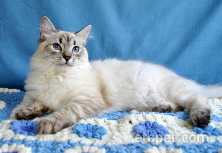 Невская маскарадная 2 недели