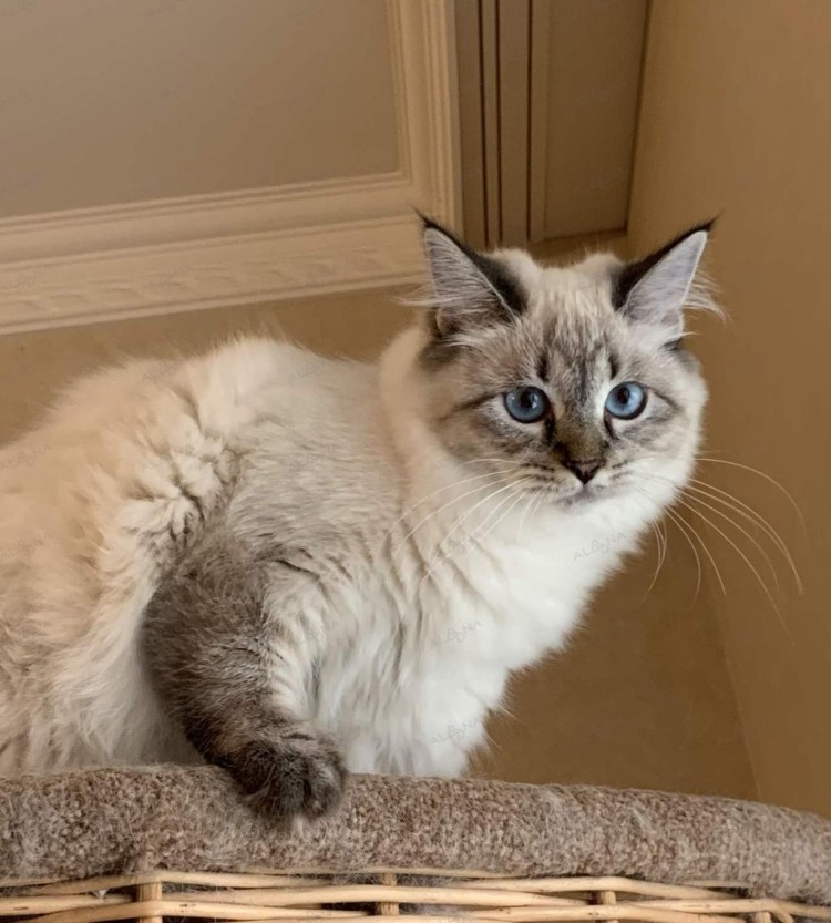 Невская маскарадная