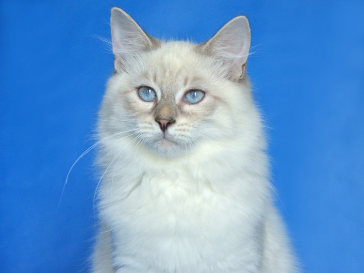 Невская маскарадная кошка купить в Перми