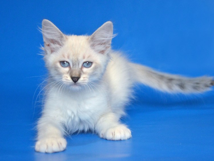 Невская маскарадная кошка короткошерстная