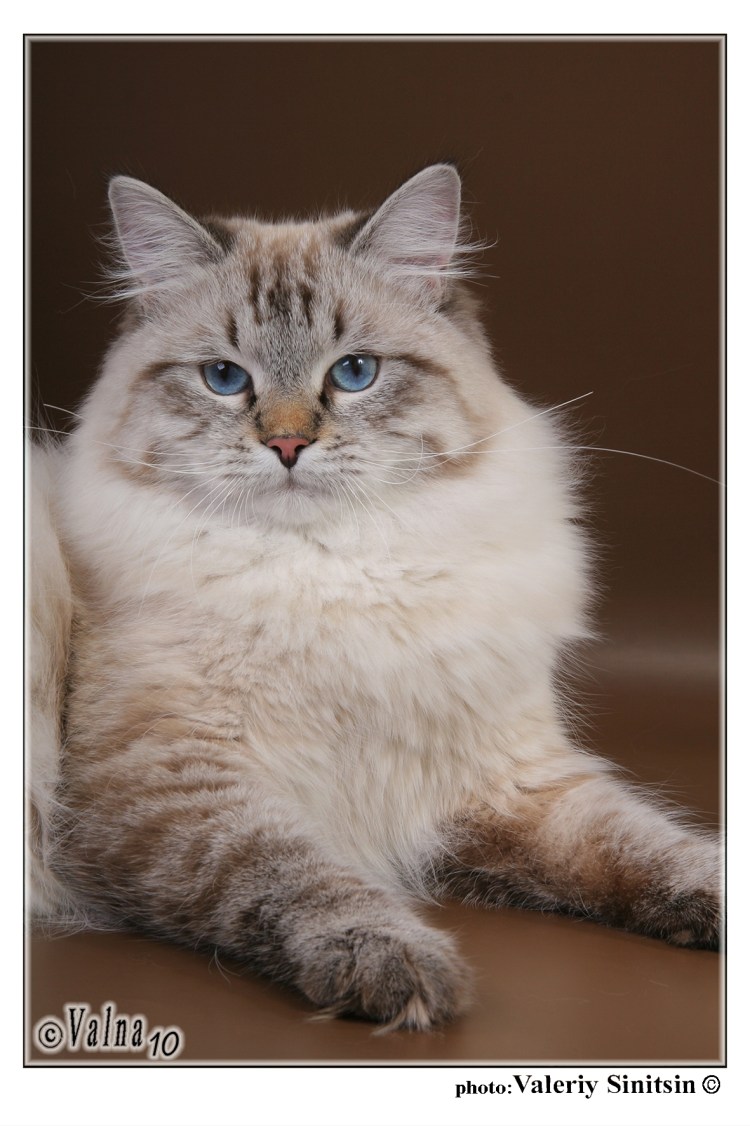 Коты Нибелунги фото цена