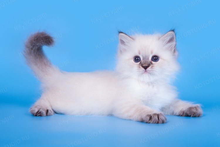 Невская маскарадная колор Пойнт